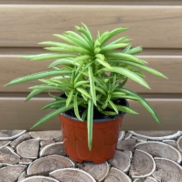 Peperomia ferreyrae 'Happy Bean' - 4"
