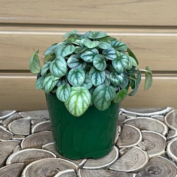 PEPEROMIA 'LITTLE TOSCANI'- 4"