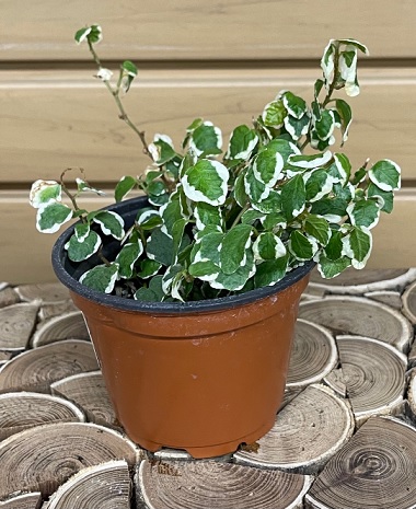 product-56313-1759482623-FICUS4REPV