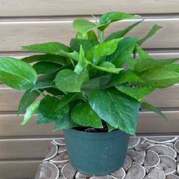 Pothos 'Jade' - 6"