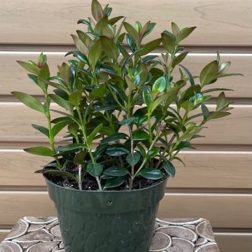 Nematanthus grega 'Black Gold' - 6"