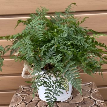 Fern, Davallia fejeensis - 6"