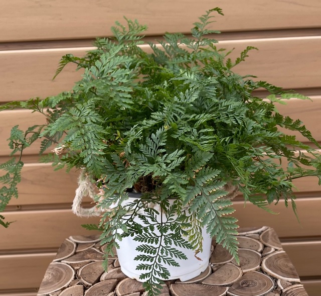 product-56485-1759482230-FERN6RAB