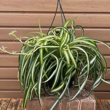CHLOROPHYTUM 'Bonnie', Hanging Basket- 8"