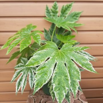 FATSIA Japonica variegata- 6"