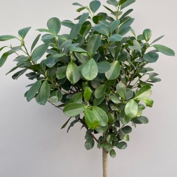 FICUS microcarpa- 10"