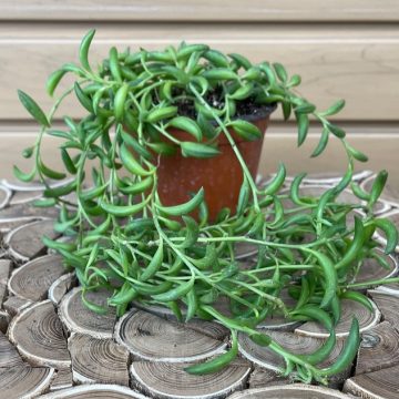 Curio radicans- 4"