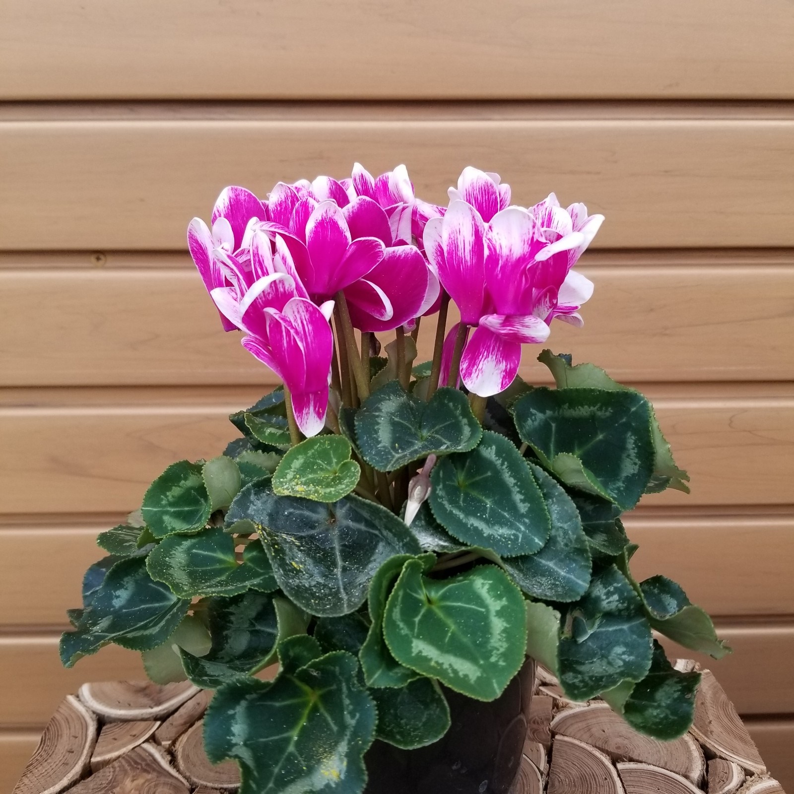 product-59407-1759480439-cy4f