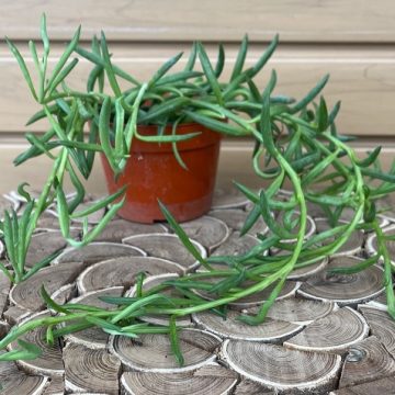 Senecio radicans- 4"