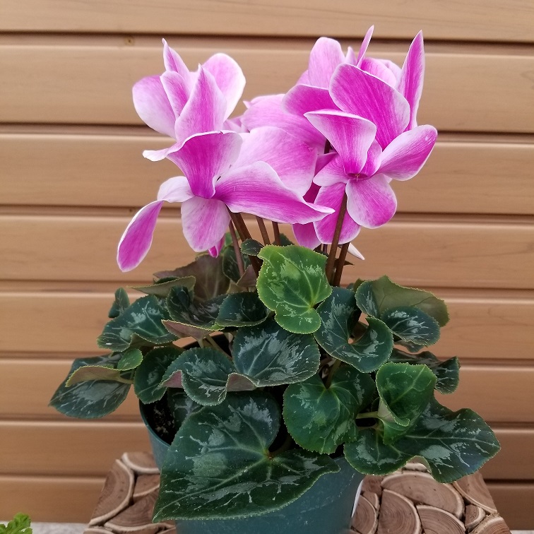 product-59416-1759480443-CY6F