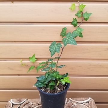 HEDERA 'English' - 4"