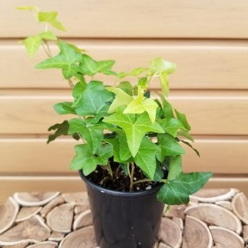 HEDERA 'Canary Neon' - 4"