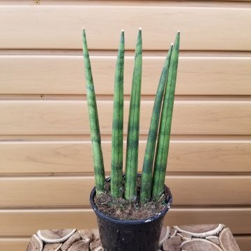SANSEVIERIA Cylindrica- 4"
