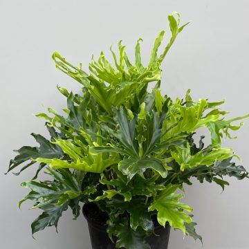 PHILODENDRON selloum 'Lickety Split' - 8"