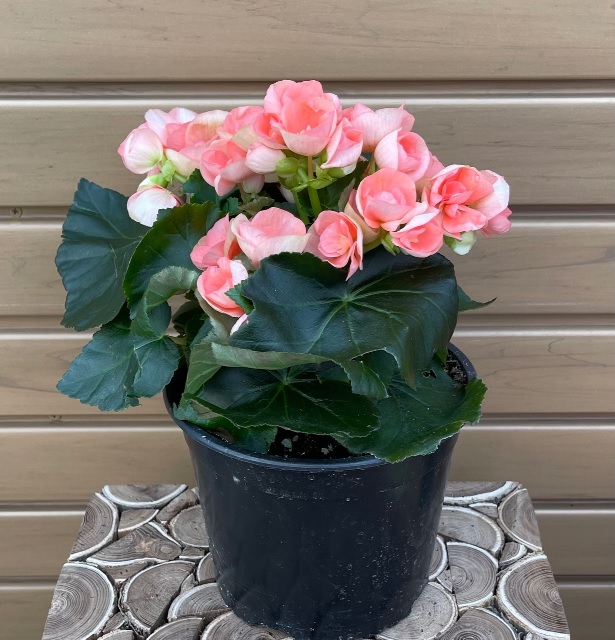 product-59444-1759499495-regbeg6