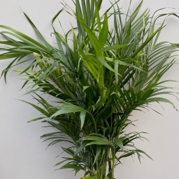 PALM 'Cataractarum' - 8"