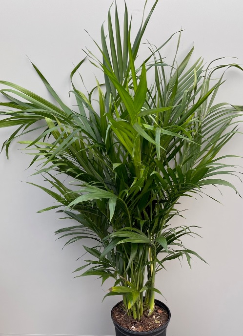 product-59464-1759497538-PALM8C