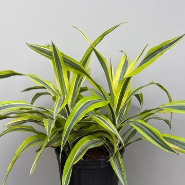 DRACAENA warnecki 'Lemon Lime' - 8"