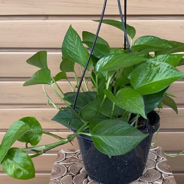 Pothos 'Jade', Hanging Basket- 8"