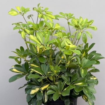 ARBORICOLA, Variegated- 8"