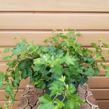 Hedera helix- 6"