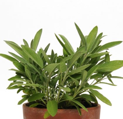 product-65398-1759501898-SGESIM815-35WP