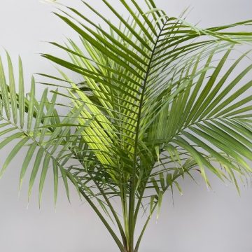 PALM 'Ravenea rivularis' - 10"