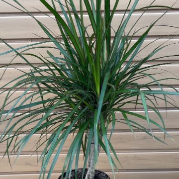 DRACAENA marginata, Braided- 6"