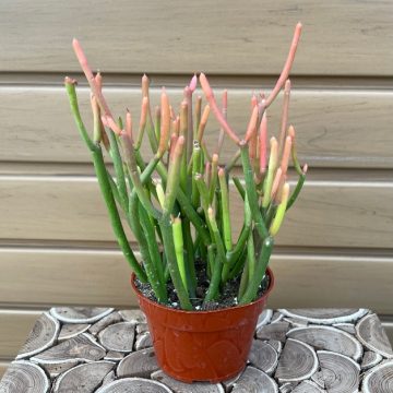 EUPHORBIA 'Fire Sticks' - 4"