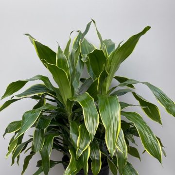 DRACAENA deremensis 'Carmen' - 10"