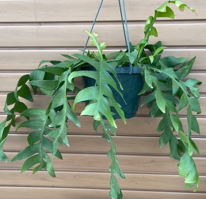 product-65433-1759482080-epiph8hb