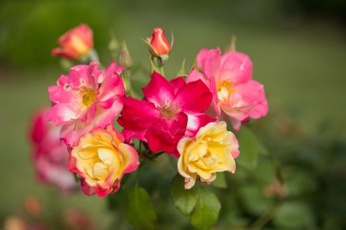 product-65447-1759473468-BN94349