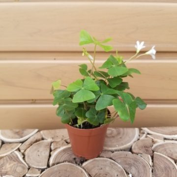 OXALIS- 2″