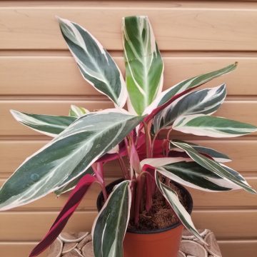 STROMANTHE SANGUINEA 'TRICOLOR'- 6"
