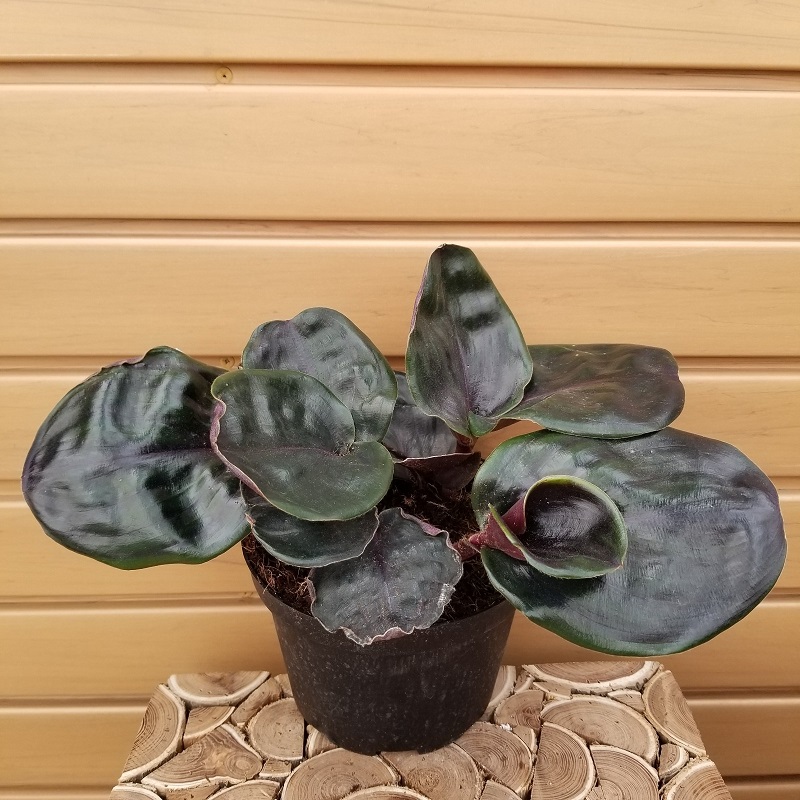 product-65560-1759482815-geog6