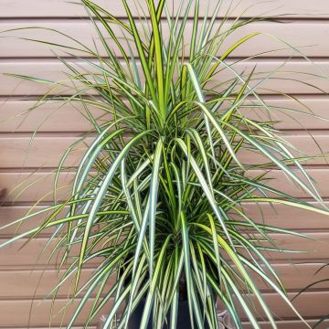 DRACAENA Marginata- 8"