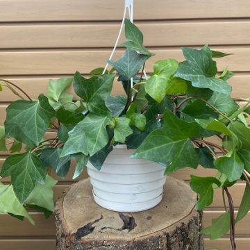 Hedera canariensis- 8" HANGING BASKET