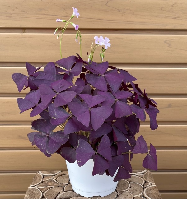 product-65616-1759497532-oxalis6pl