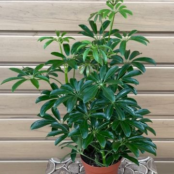 ARBORICOLA, Green- 4"