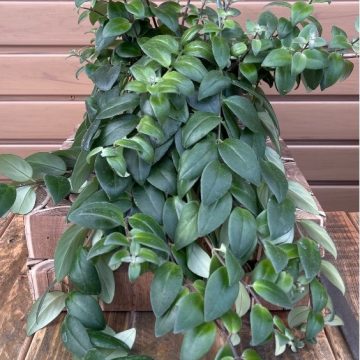 Aeschynanthus radicans, Hanging Basket - 6"