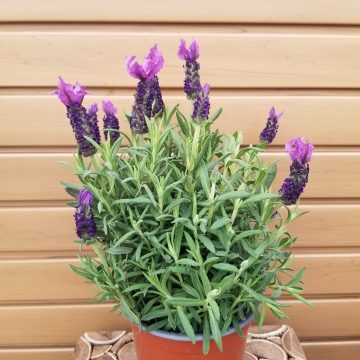 Lavandula stoechas- 6"