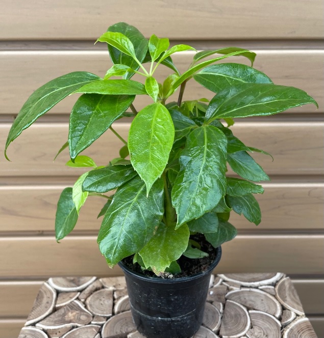 product-65649-1759501874-schef4