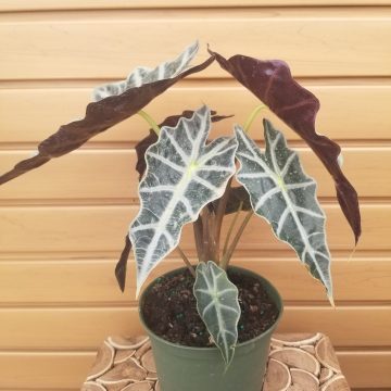 ALOCASIA 'Polly' - 6"