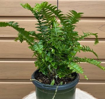 FERN 'Nephrolepis obliterata' - 4"