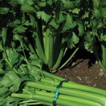 Celery F1 Tango - 4 pak