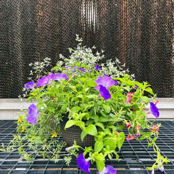 Combination 'Glitz' -10" Patio