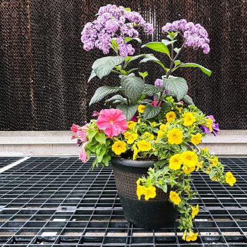 Combination 'Summer Carnival' - 10" Patio