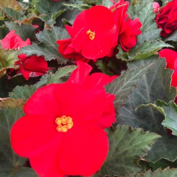 Begonia Tuberous Green Leaf Nonstop® Red - 10"