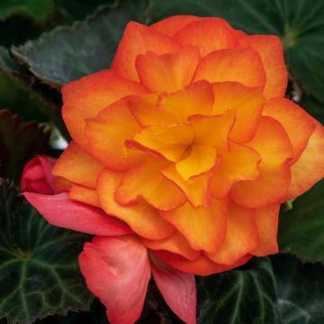 Begonia Tuberous Green Leaf Nonstop® Fire - 10"