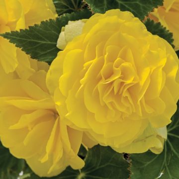 Begonia Green Leaf Nonstop® Yellow- 10" Patio